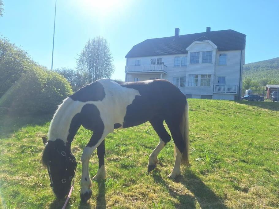 Privat Leilighet Pa Gard Med Badstue Og Nordlys Narvik Bagian luar foto