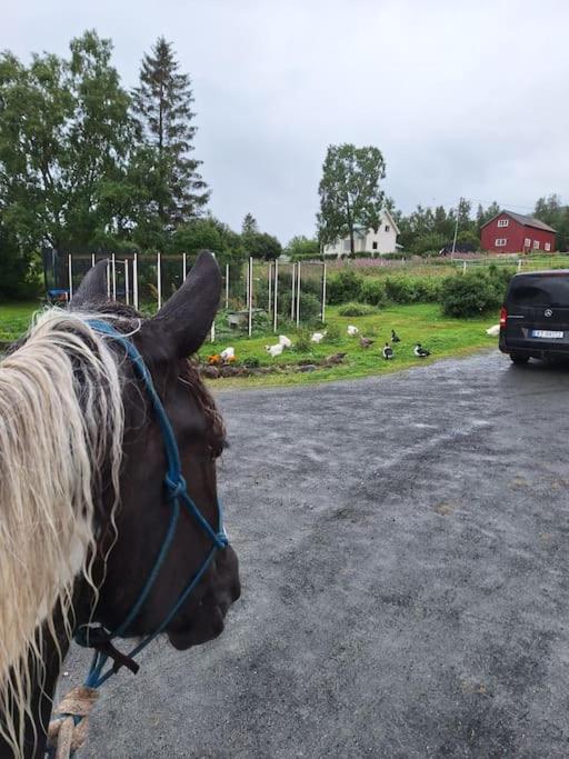 Privat Leilighet Pa Gard Med Badstue Og Nordlys Narvik Bagian luar foto