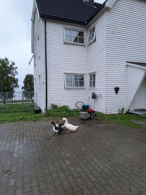 Privat Leilighet Pa Gard Med Badstue Og Nordlys Narvik Bagian luar foto
