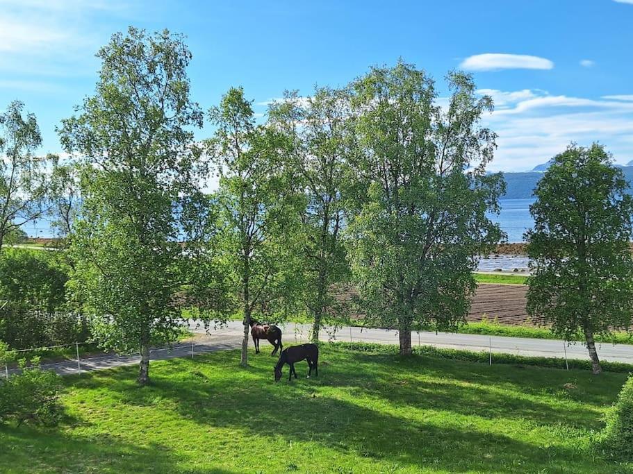 Privat Leilighet Pa Gard Med Badstue Og Nordlys Narvik Bagian luar foto